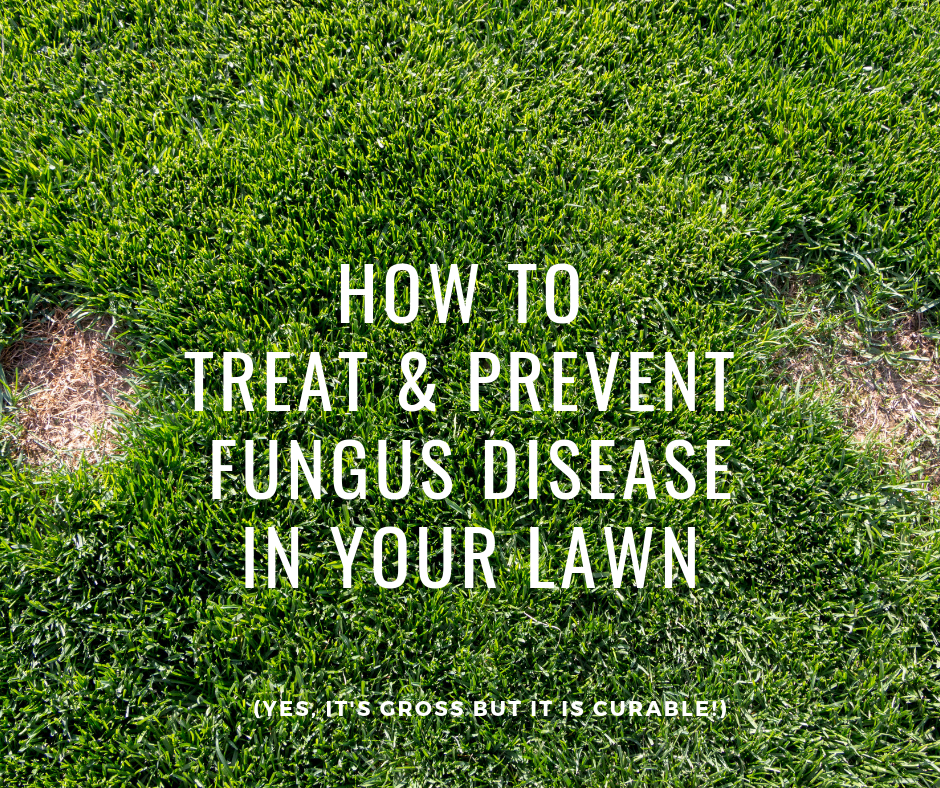 turf sunshine coast, lawn disease, fungus