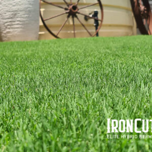 IronCutter Elite Hybrid Bermudagrass