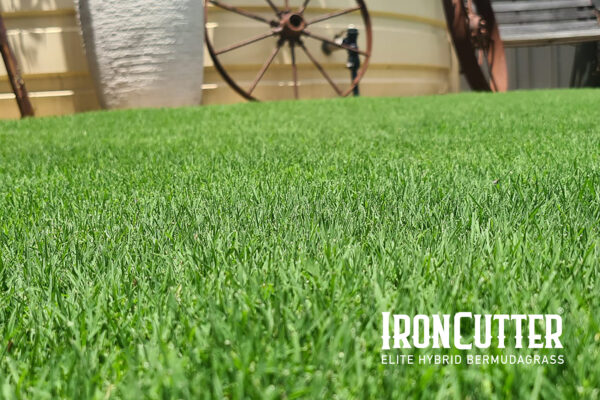 IronCutter Elite Hybrid Bermudagrass