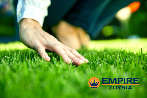 Empire Zoysia - Image 2