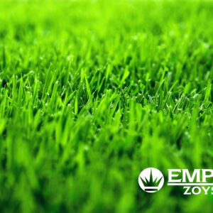 Empire Zoysia