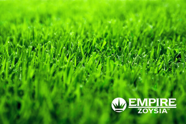 Empire Zoysia