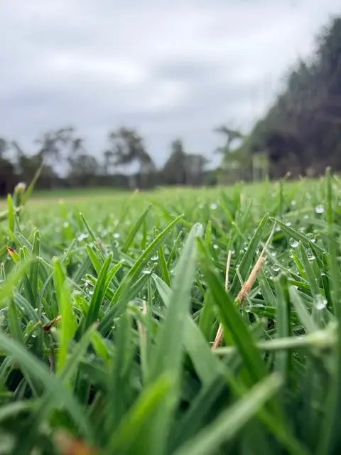winter lawn care Sunshine Coast and Brisbane
